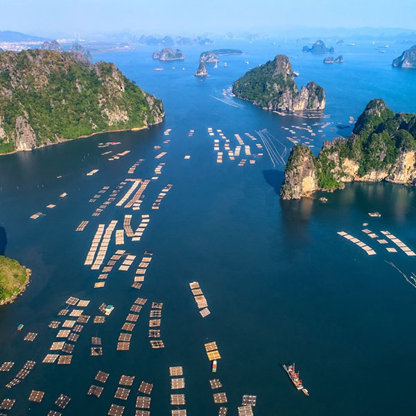 Which Cruises Do European Travelers Prefer in Ha Long Bay?